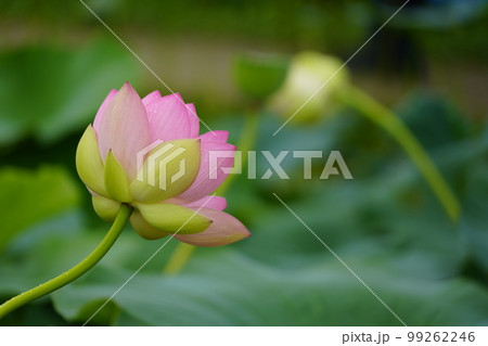 蓮 農業 野菜 99262246