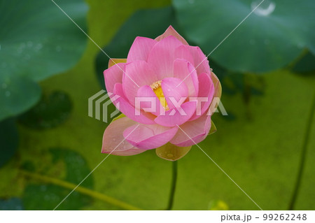 蓮 農業 野菜 99262248