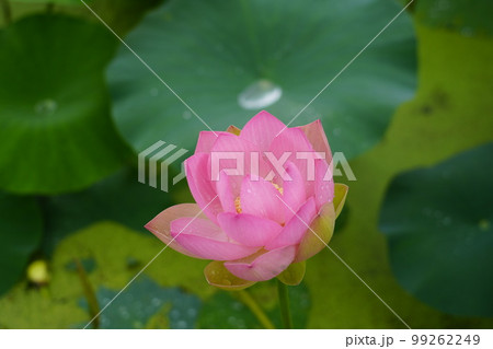 蓮 農業 野菜 99262249