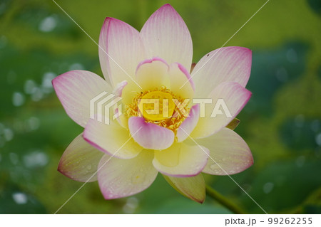 蓮 農業 野菜 99262255