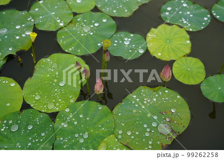 蓮 農業 野菜 99262258