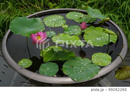 蓮 農業 野菜 99262260