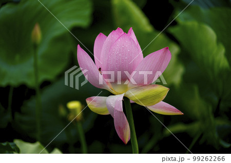 蓮 農業 野菜 99262266