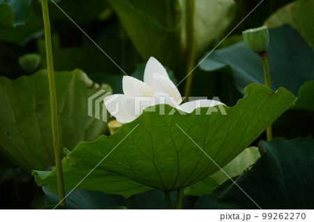 蓮 農業 野菜 99262270