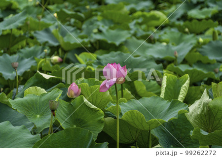 蓮 農業 野菜 99262272