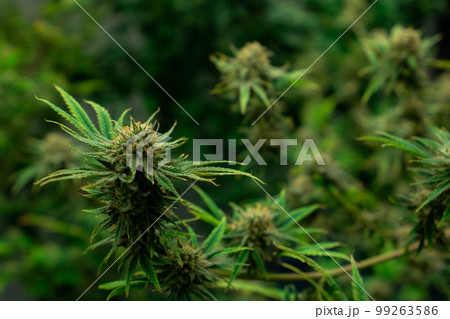 Closeup gratifying cannabis hemp with bud in grow facility, indoor farm. 99263586
