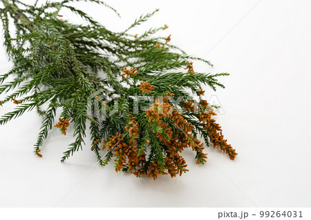 スギ花粉 花粉症 アレルギー スギ花粉 花粉症 アレルギー 99264031