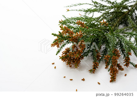 スギ花粉 花粉症 アレルギー スギ花粉 花粉症 アレルギー 99264035