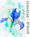 Blue purple watercolor iris flower with drops on white background. 99264645