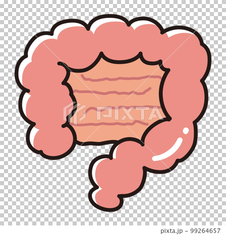 腸的插圖(大腸/小腸) 腸的插圖(大腸/小腸) 99264657