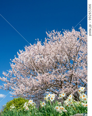 春イメージ_満開の桜の風景 99265366