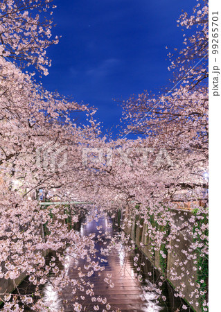 東京_目黒川の夜桜絶景風景 東京_目黒川の夜桜絶景風景 99265701