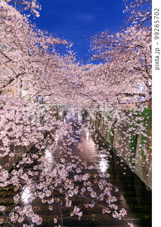 東京_目黒川の夜桜絶景風景 東京_目黒川の夜桜絶景風景 99265702
