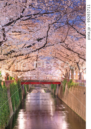 東京_目黒川の夜桜絶景風景 99265711