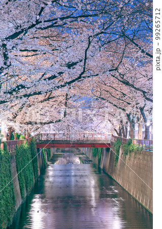 東京_目黒川の夜桜絶景風景 99265712