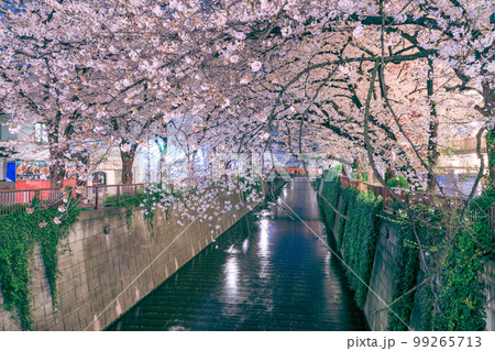 東京_目黒川の夜桜絶景風景 99265713