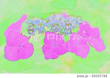 イラスト 梅雨の 時期雨の似合うアジサイ4 99265788