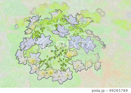 イラスト 梅雨の 時期雨の似合うアジサイ5 イラスト 梅雨の 時期雨の似合うアジサイ5 99265789