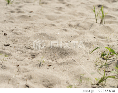 河川敷の砂浜 99265838