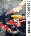 錦鯉 99266454