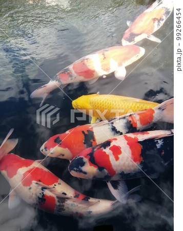 錦鯉 99266454