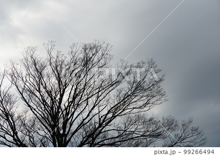 冬の木と空 99266494