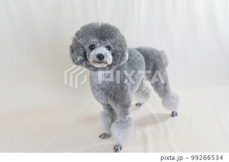 スタジオでポーズするシルバーのトイプードル 99266534