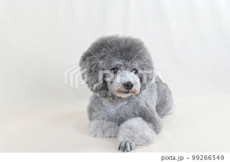 スタジオでポーズするシルバーのトイプードル 99266549