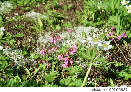 高山に咲く花 イワカガミ 高山に咲く花 イワカガミ 99266881