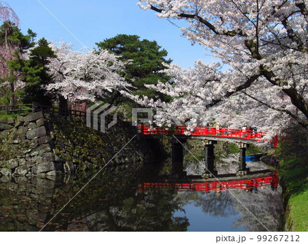 弘前城鷹丘橋の桜 99267212