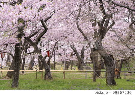 信州　高遠城址の桜 99267330