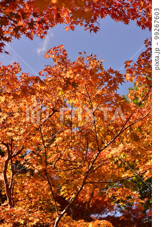 紅葉の隙間 紅葉の隙間 99267603
