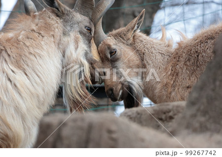 マーコール 99267742