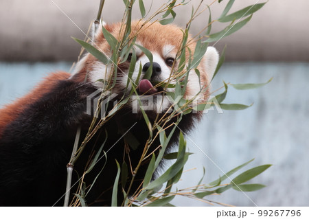 レッサーパンダ レッサーパンダ 99267796