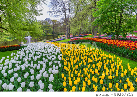 Tulip flower bulb field in garden, spring season in Lisse near Amsterdam Netherlands 99267815