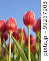 空に向かって元気に咲くチューリップ 空に向かって元気に咲くチューリップ 99267903