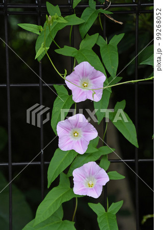 金網に巻き付いた緑色の葉と薄いピンク色のコヒルガオの花が三つ並んで咲いている姿が可愛いです 99268052