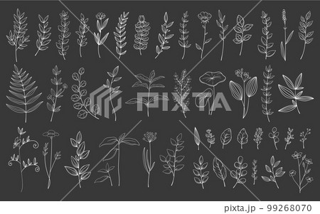 黒板風　繊細な植物や花のボタニカル線画セット　ベクター素材 99268070