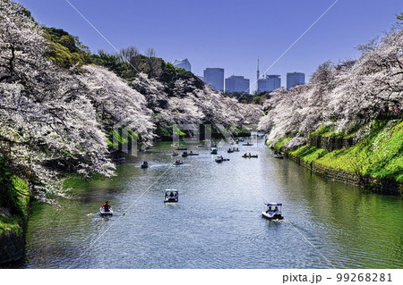東京都　千鳥ヶ淵　満開の桜 99268281