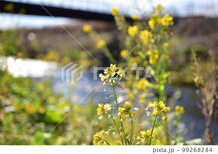 里川の菜の花 99268284