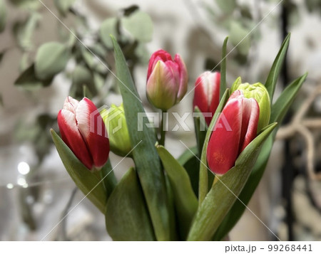 チューリップ（白と赤）＊蕾(つぼみ)のイメージ 99268441