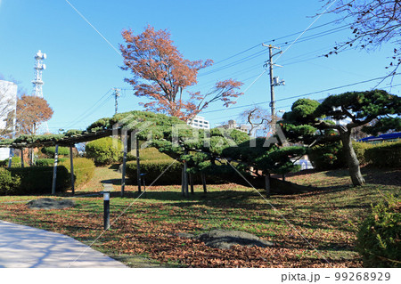 盛岡城跡公園の北五葉松 盛岡城跡公園の北五葉松 99268929