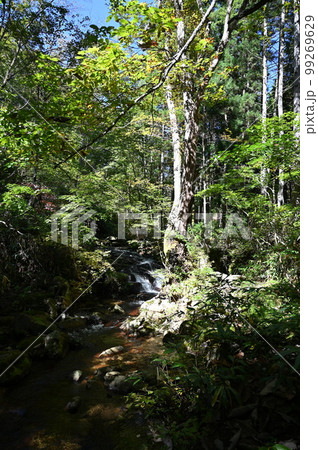 宇津江四十八滝 頂上付近の風景 岐阜県高山市 宇津江四十八滝 頂上付近の風景 岐阜県高山市 99269629