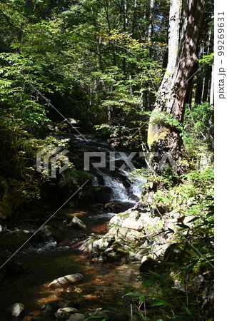 宇津江四十八滝 頂上付近の風景 岐阜県高山市 宇津江四十八滝 頂上付近の風景 岐阜県高山市 99269631