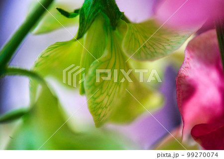 花 99270074