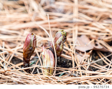 春の訪れ　落ち葉の下から蕾を出した可憐な福寿草 99270734