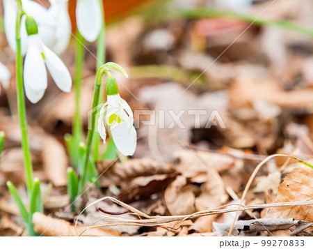 落ち葉から芽を出したかわいいジャイアントスノードロップの花 99270833