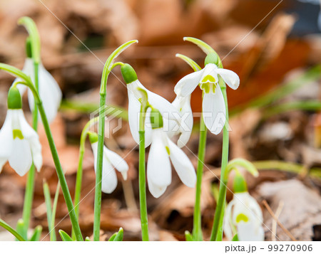 落ち葉から芽を出したかわいいジャイアントスノードロップの花 落ち葉から芽を出したかわいいジャイアントスノードロップの花 99270906