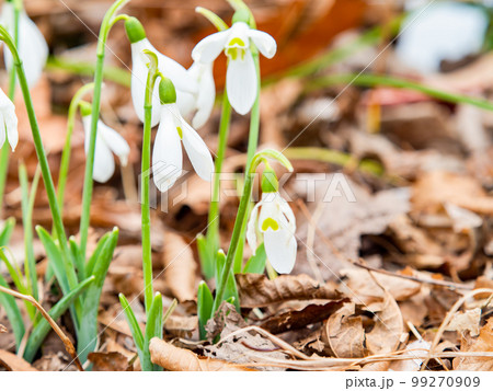 落ち葉から芽を出したかわいいジャイアントスノードロップの花 99270909