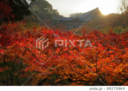 京都府京都市東山区本町 臨済宗東福寺派大本山 東福寺 早朝の臥雲橋から通天橋前の逆光の紅葉 京都府京都市東山区本町 臨済宗東福寺派大本山 東福寺 早朝の臥雲橋から通天橋前の逆光の紅葉 99270964